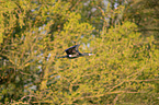 flying Cormorant