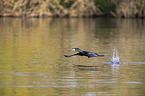 flying Cormorant