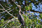 sitting Cormorant