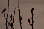 cormorants