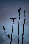 cormorants