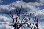 cormorants