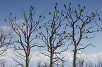 cormorants