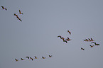 cormorants