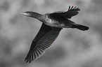 cormorant