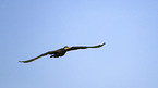 cormorant