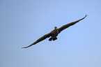 cormorant