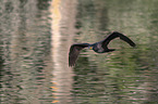 cormorant