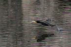 cormorant