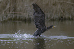 cormorant