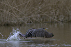 cormorant