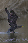 cormorant