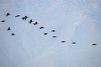 cormorants