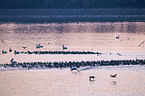cormorants