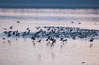 cormorants
