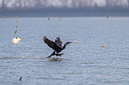 cormorant