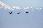 cormorants