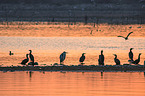cormorants