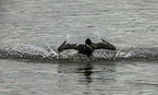 cormorant