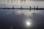 cormorants