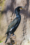cormorant