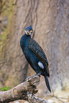 cormorant