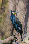 cormorant