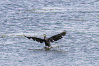 Cormorant