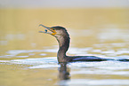 cormorant