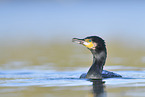 cormorant