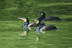 cormorants