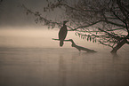 cormorant