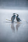cormorants