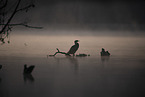 cormorant