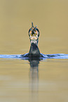 cormorant