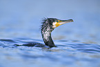 cormorant