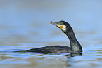 cormorant