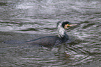 cormorant