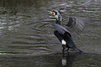 cormorant