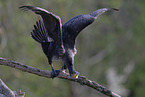 cormorant
