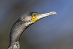 cormorant