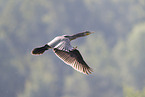 cormorant
