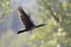 cormorant