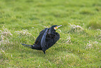 cormorant