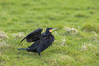 cormorant