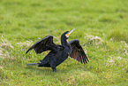 cormorant