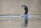 cormorant