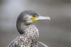 cormorant