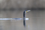 cormorant