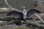 cormorant